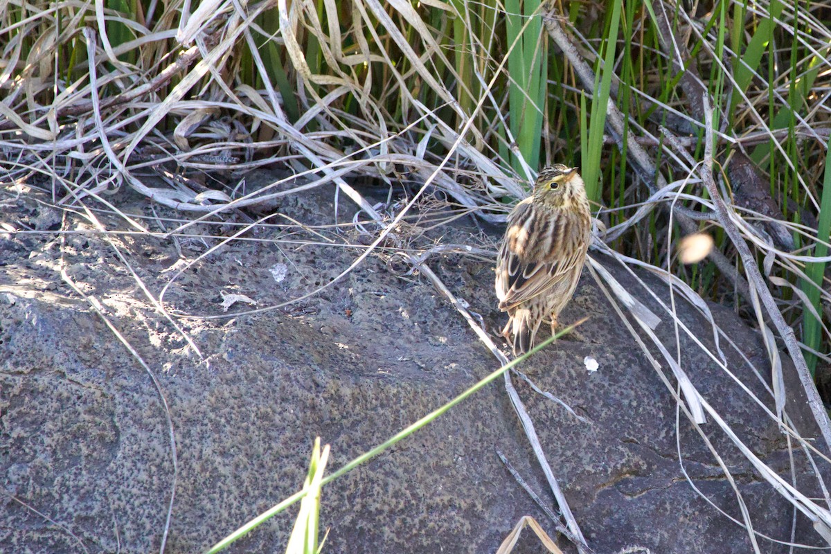 Savannah Sparrow - Anonymous