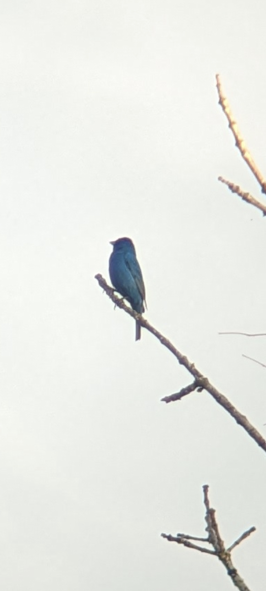 Indigo Bunting - ML618751263