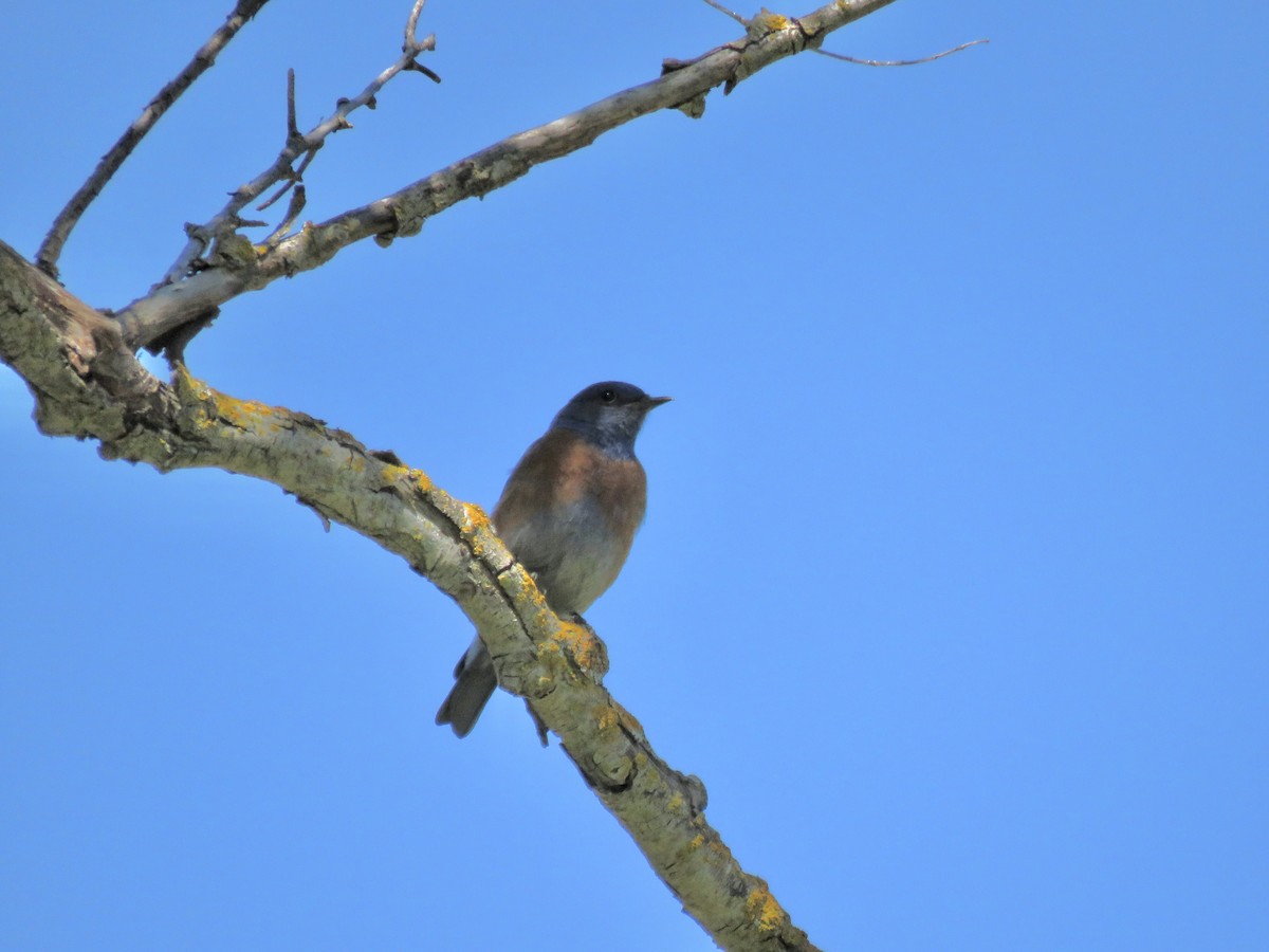 Western Bluebird - ML618751274