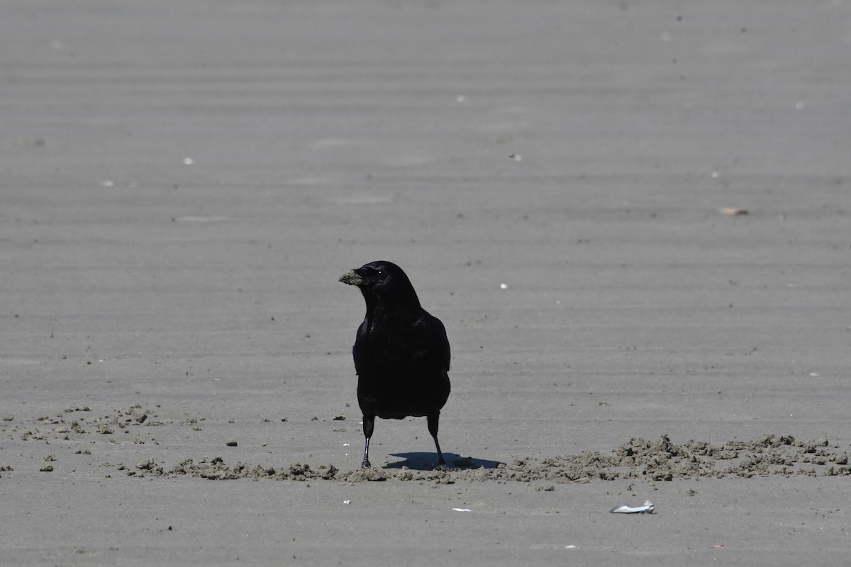 American Crow - ML618751319