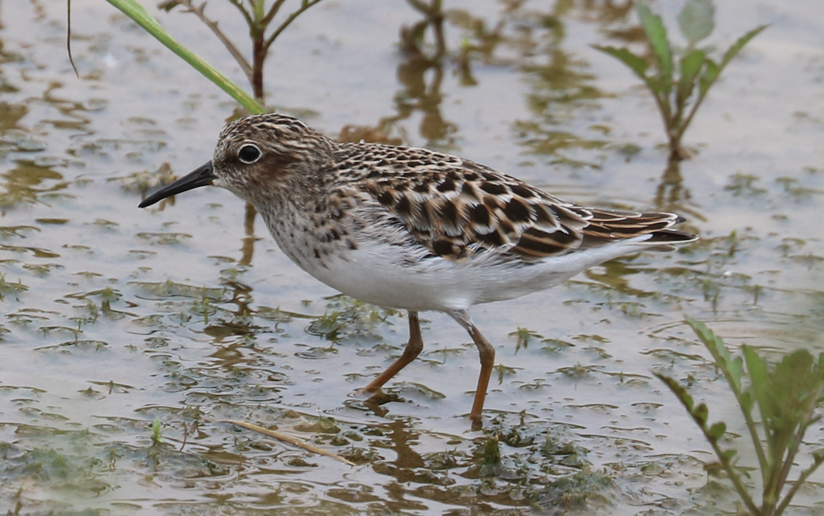 Least Sandpiper - James Wheat