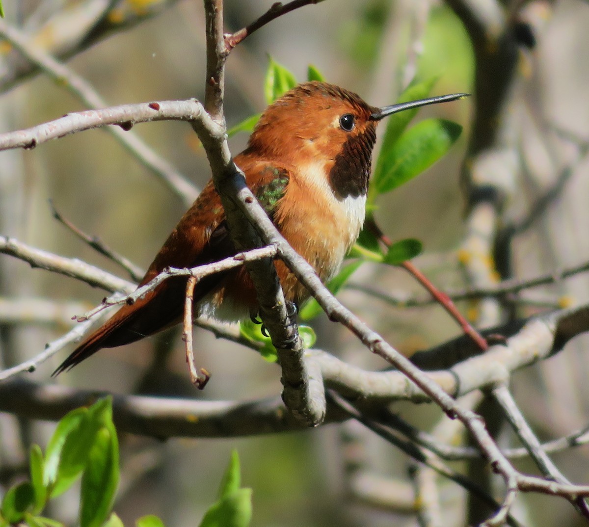Rufous Hummingbird - ML618751370