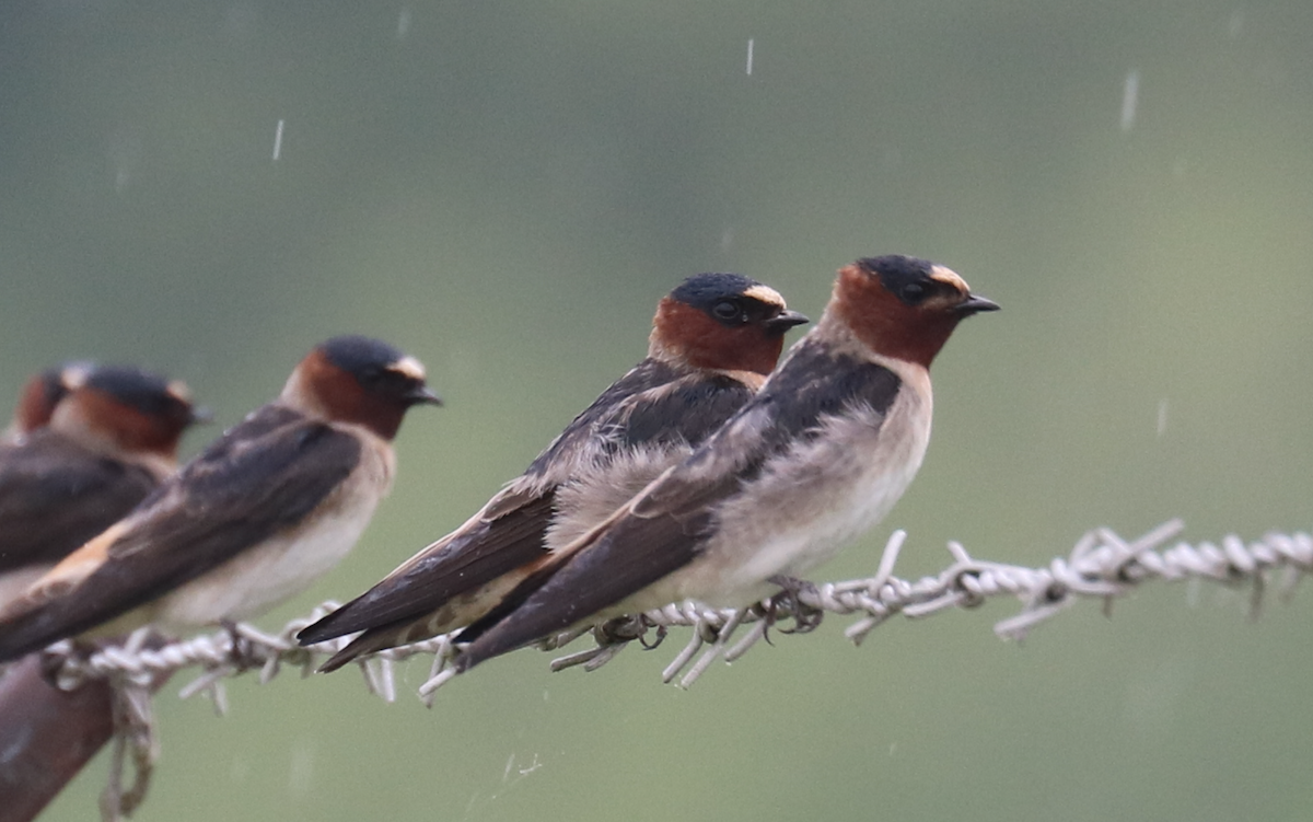 Cliff Swallow (pyrrhonota Group) - James Wheat