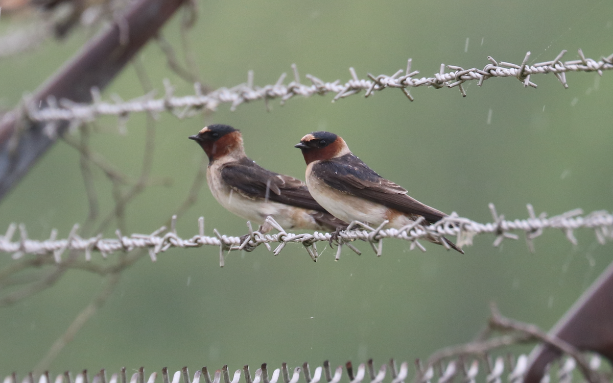 Cliff Swallow (pyrrhonota Group) - James Wheat