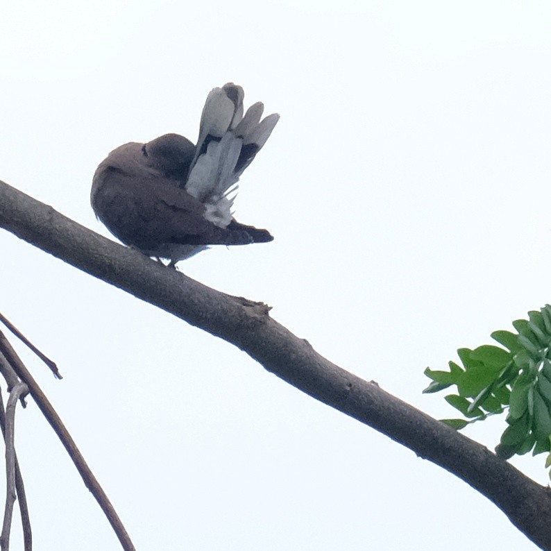 Red Collared-Dove - Kuan Chia Hsiu