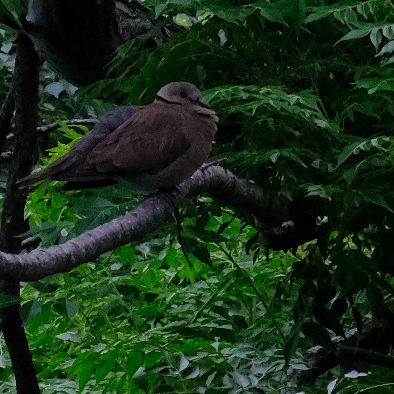 Red Collared-Dove - Kuan Chia Hsiu