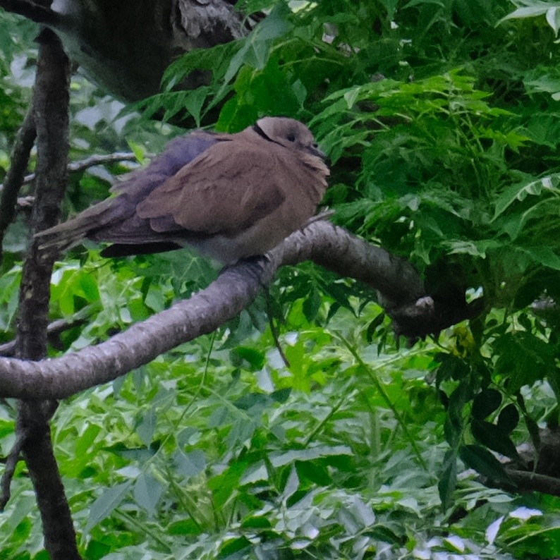 Red Collared-Dove - Kuan Chia Hsiu