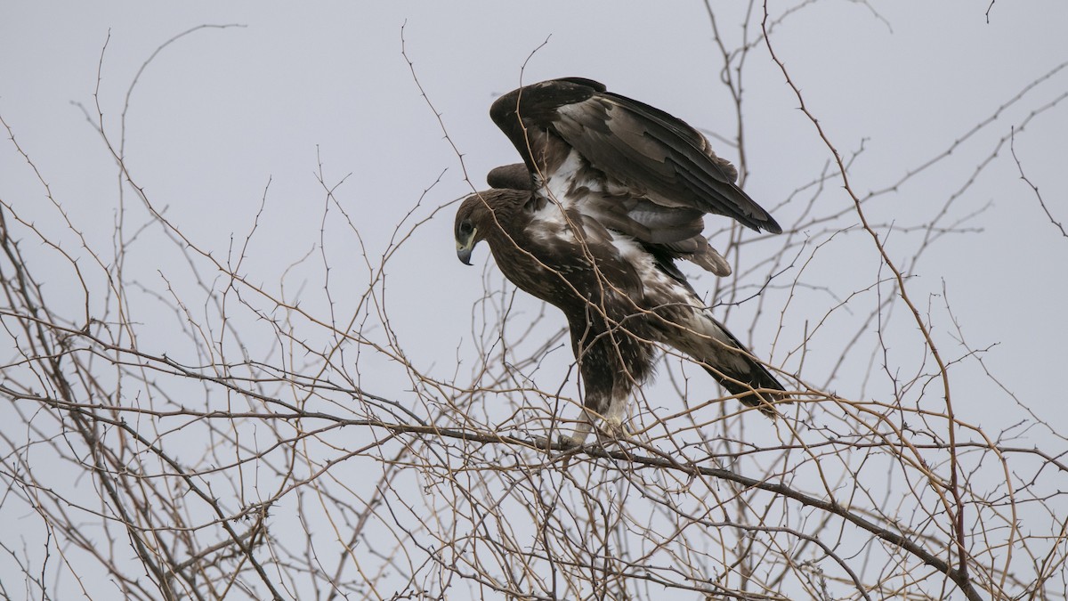 Greater Spotted Eagle - Ali Mousavi