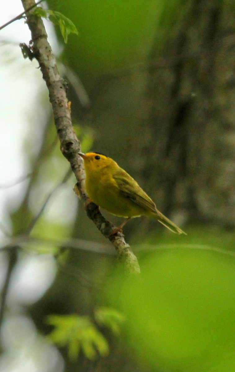 Wilson's Warbler - ML618751556