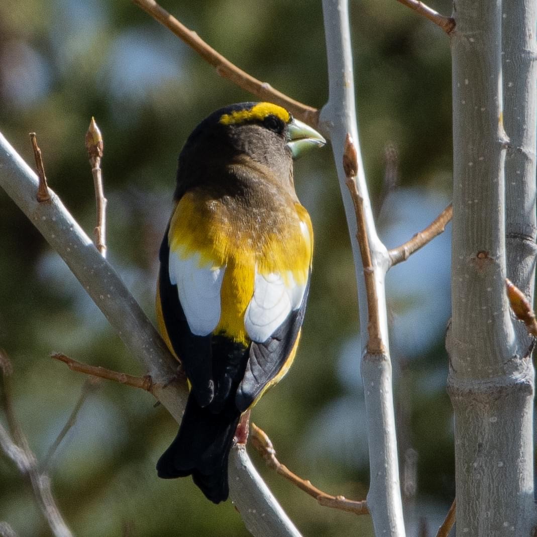 Evening Grosbeak - ML618751558