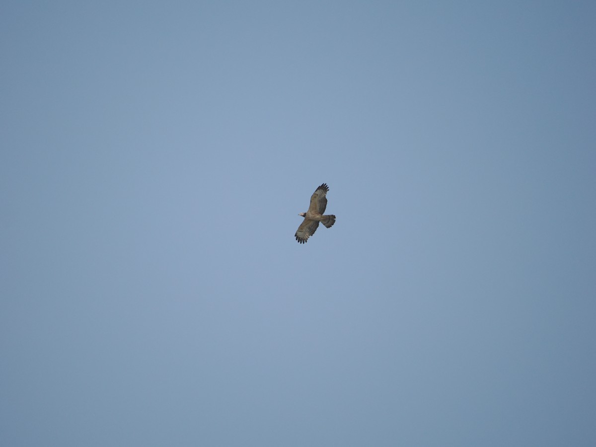 Oriental Honey-buzzard - ML618751563