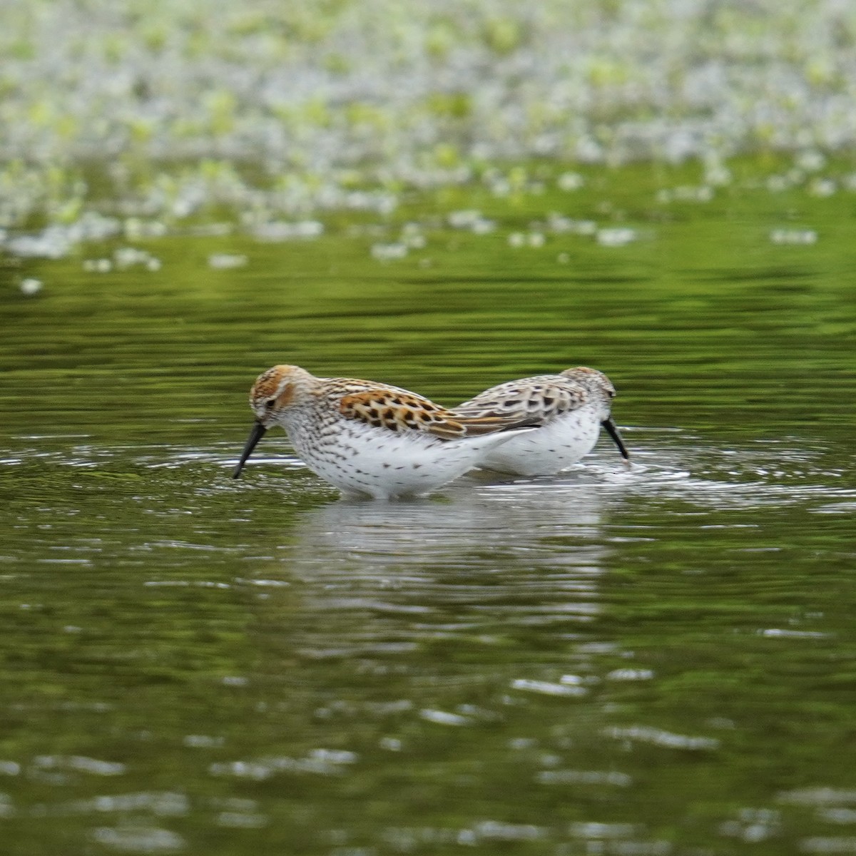 Bergstrandläufer - ML618751646