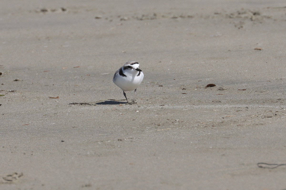 Snowy Plover - Linda Vaxvick