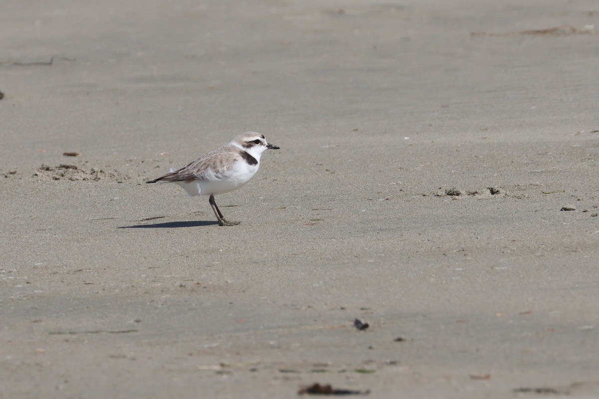 Snowy Plover - ML618751660