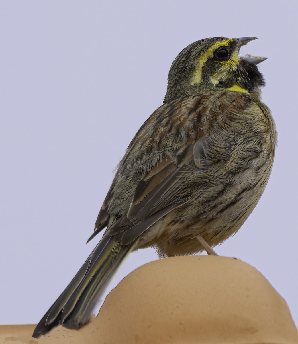 Cirl Bunting - Julie Morgan