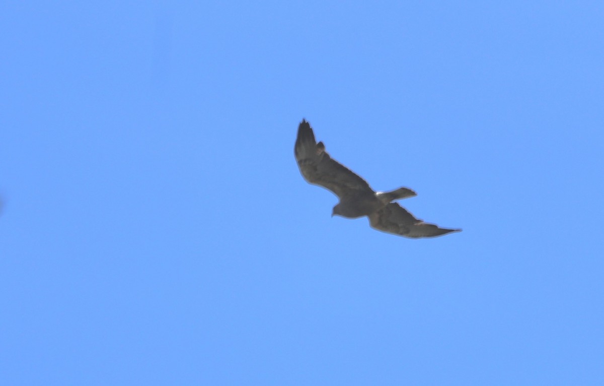 Swainson's Hawk - ML618751670