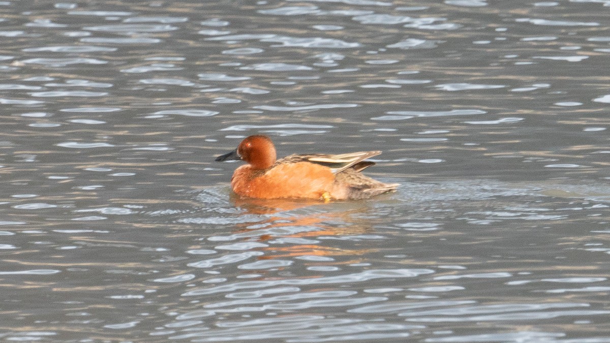 Cinnamon Teal - ML618751723