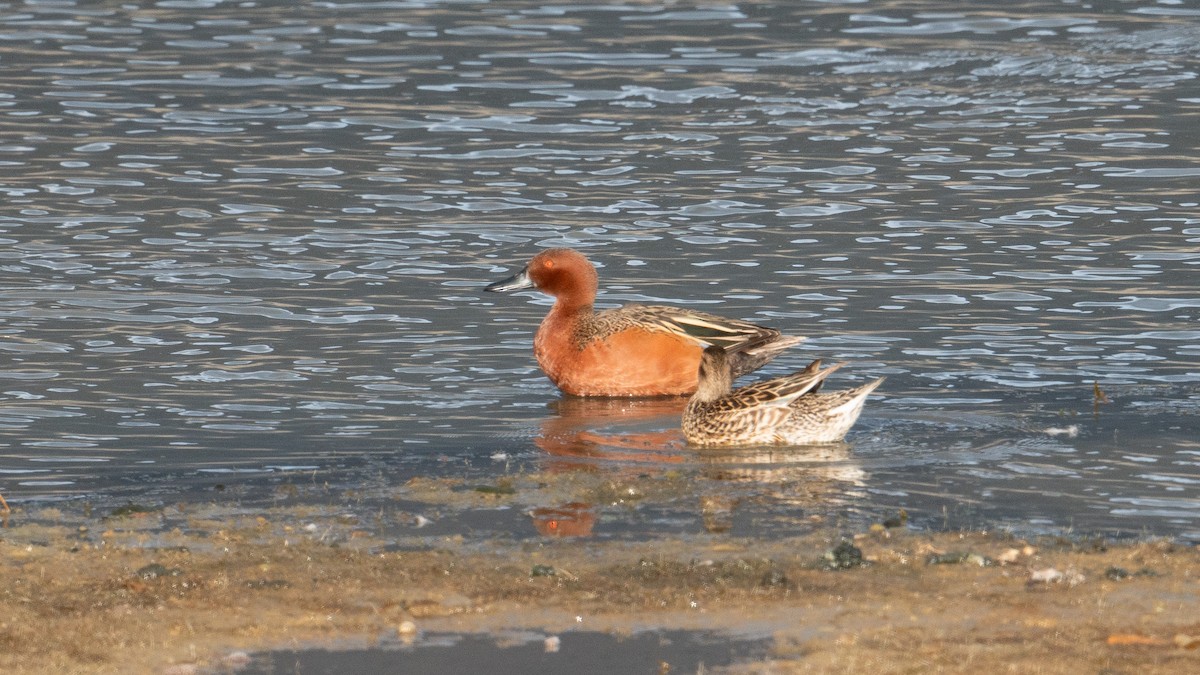 Cinnamon Teal - ML618751724