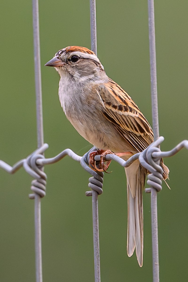 Chipping Sparrow - Scott Holt