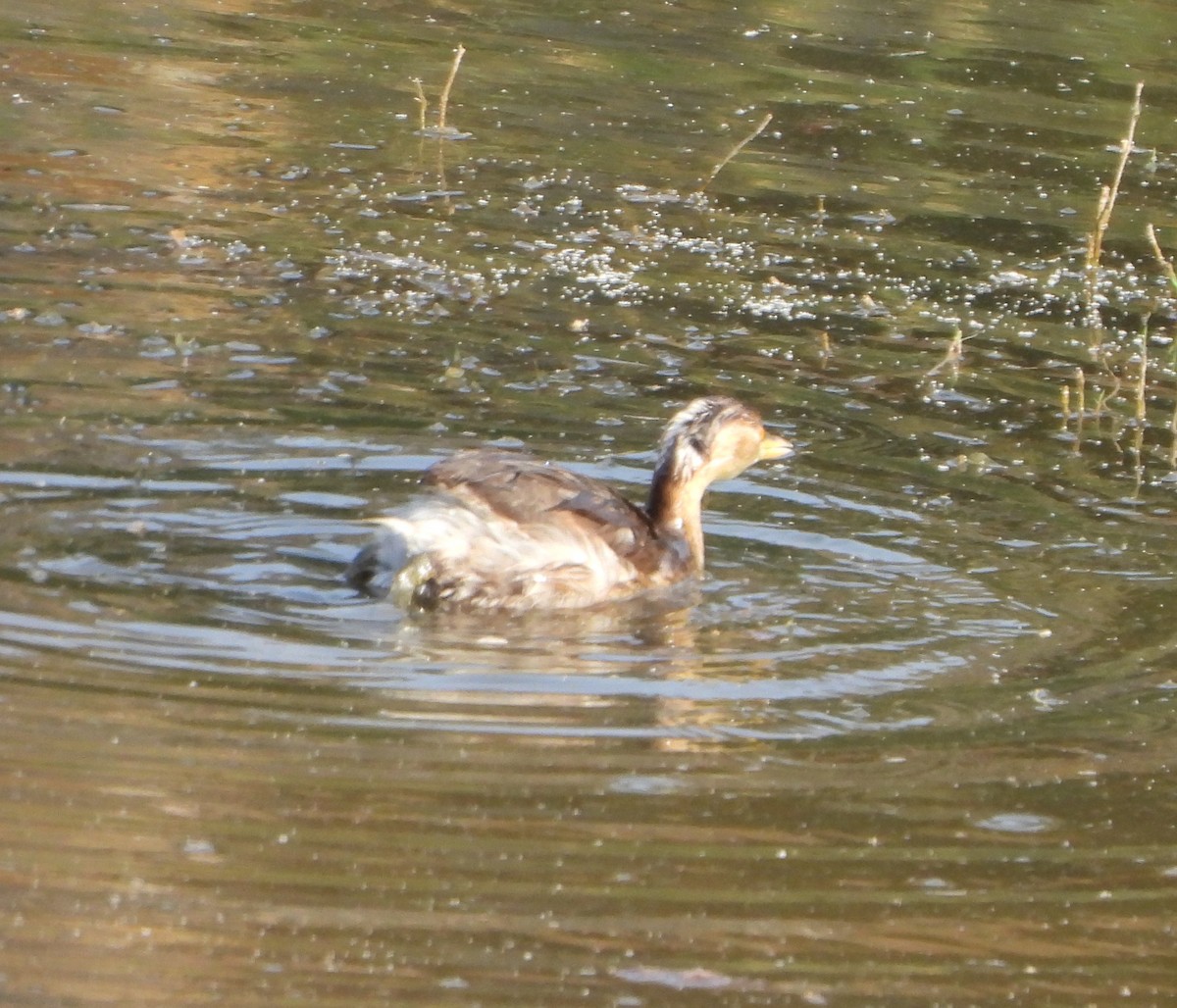 Little Grebe - ML618751789