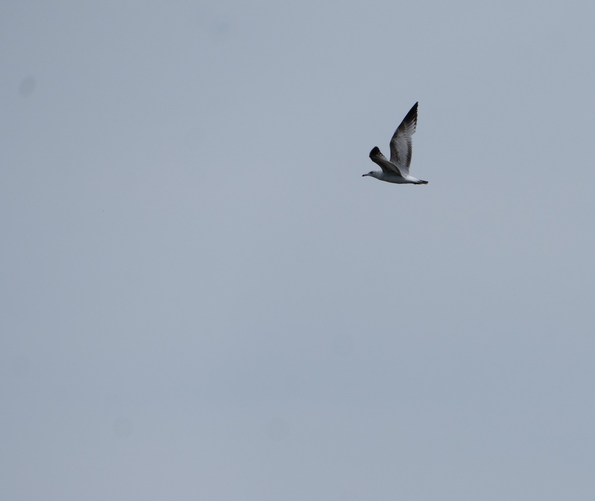 Ring-billed Gull - ML618751845