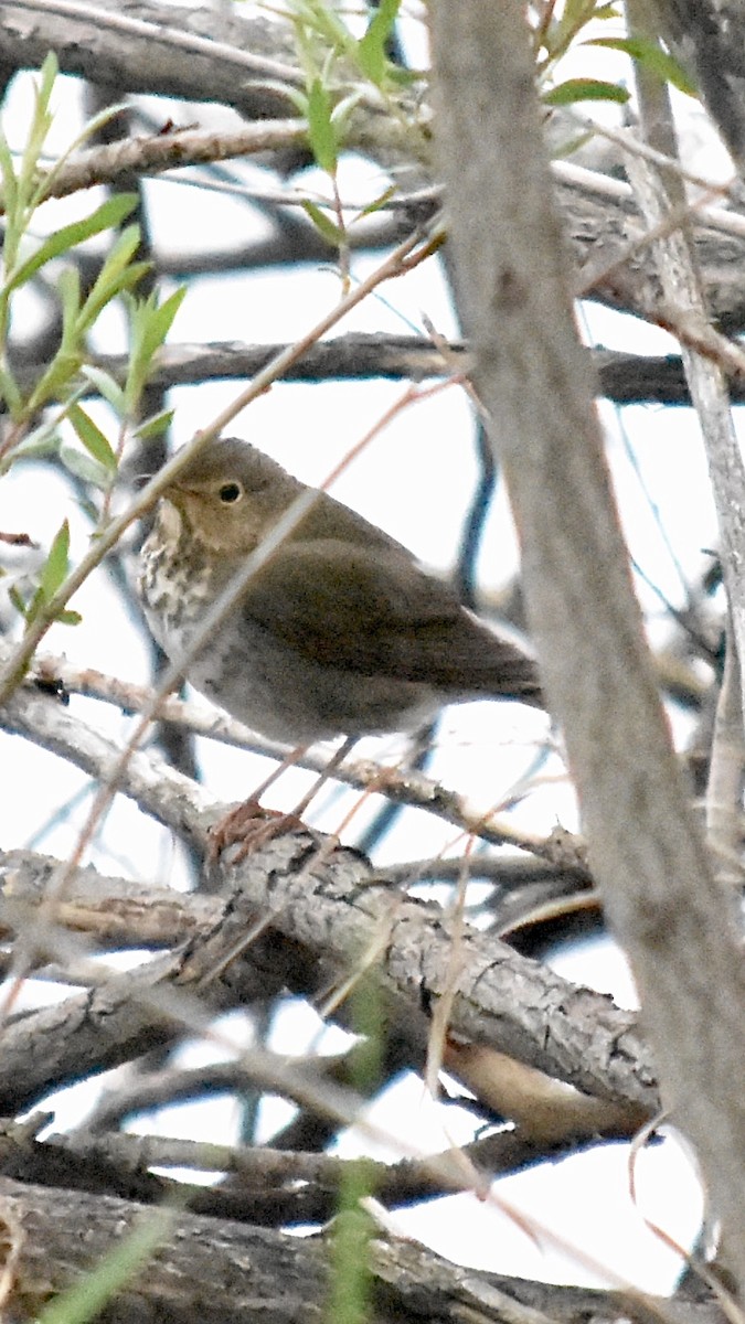 Swainson's Thrush - ML618751856