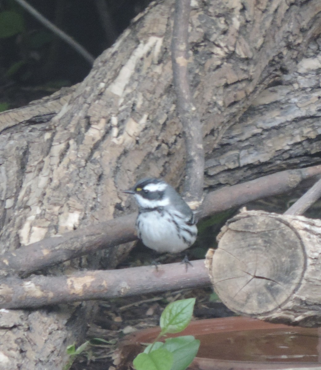 Black-throated Gray Warbler - ML618751920