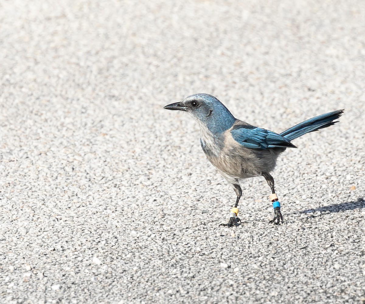 Florida Scrub-Jay - ML618751972