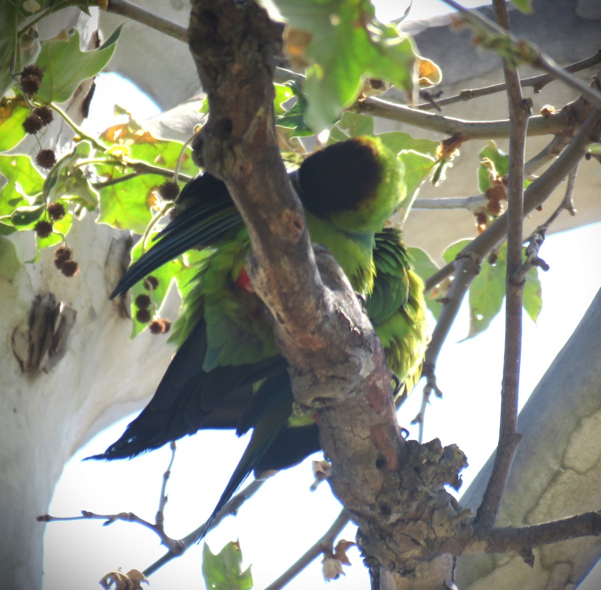 Nanday Parakeet - ML618751990