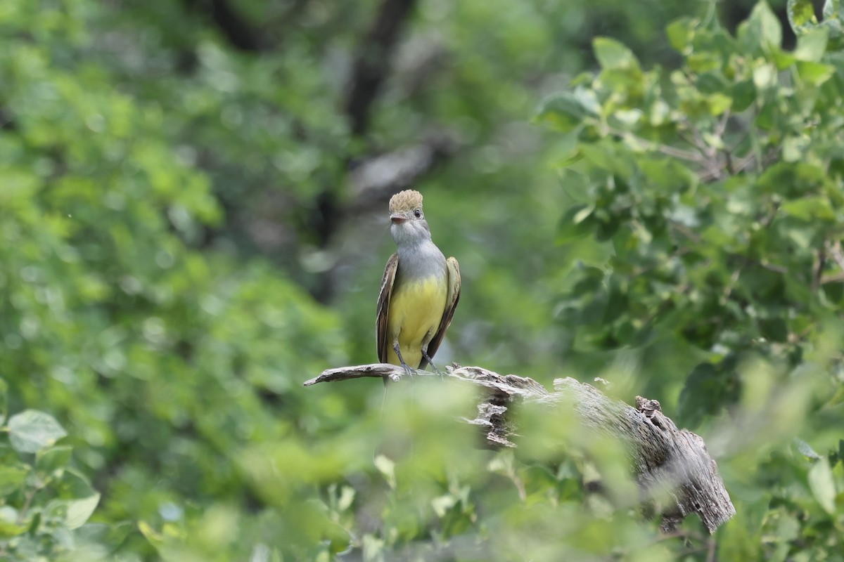 Great Crested Flycatcher - ML618751992