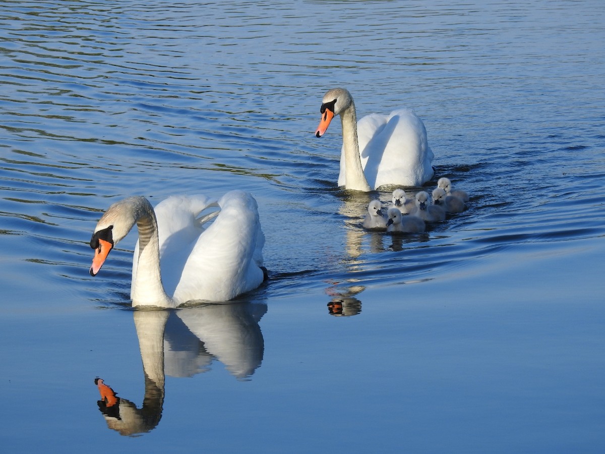 Mute Swan - ML618752045