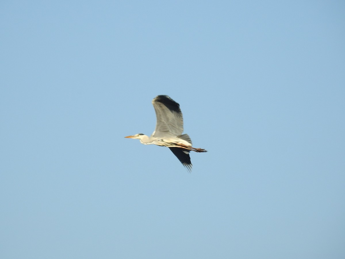 Gray Heron - ML618752054