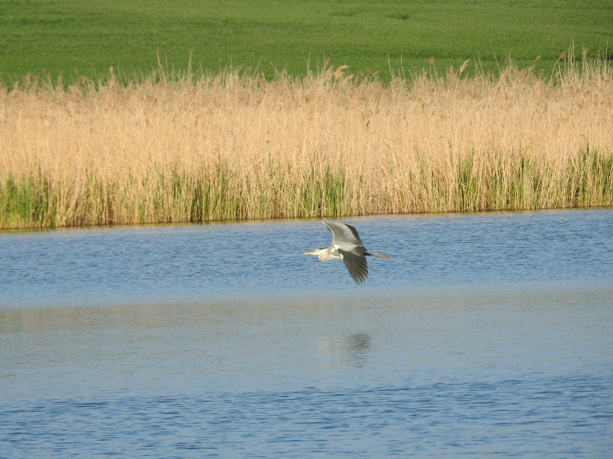 Gray Heron - ML618752055