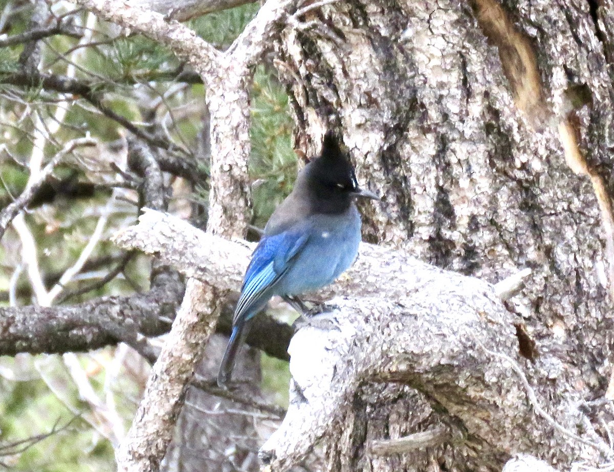 Steller's Jay - Valerie Crecco