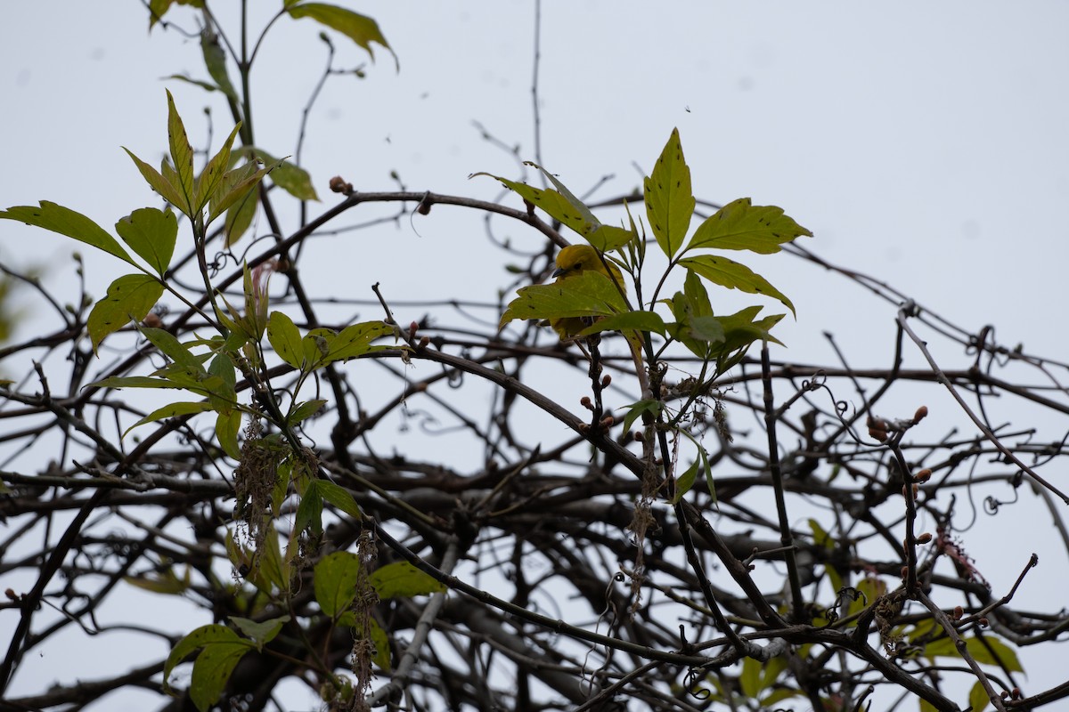 Yellow Warbler - Chad Berry