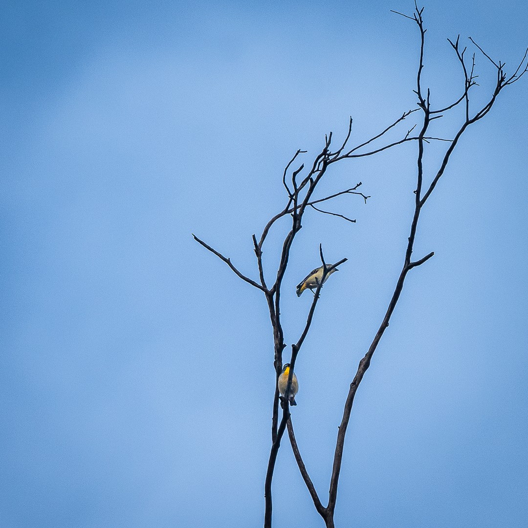 pardalote sp. - ML618752134