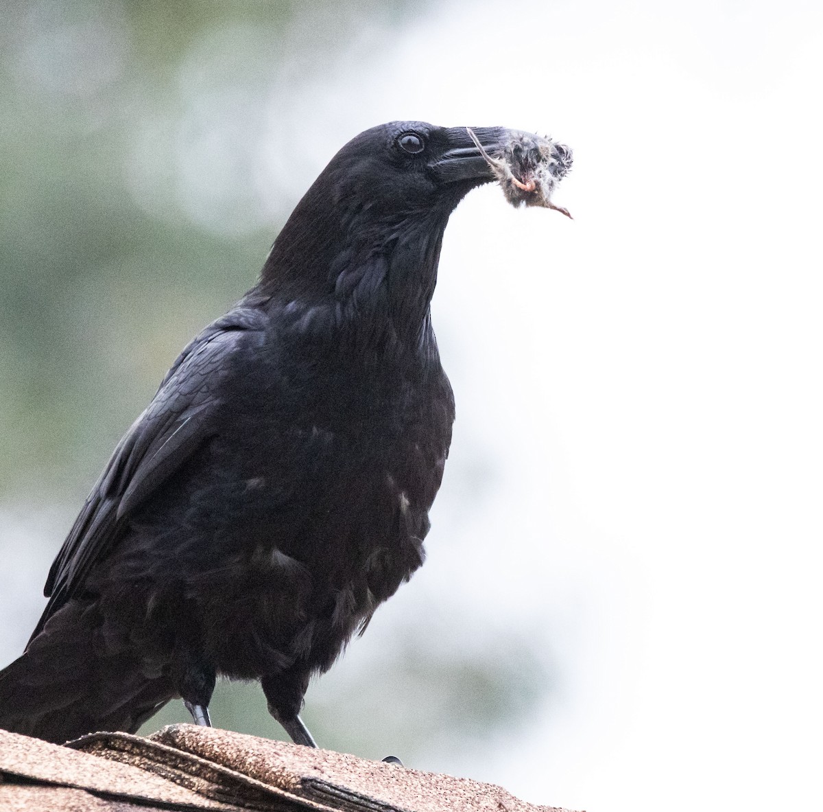 Common Raven - Timothy Aarons