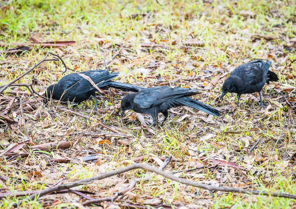 White-winged Chough - ML618752139