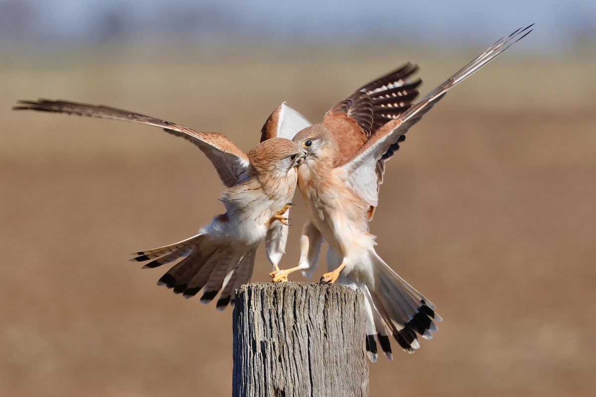 Nankeen Kestrel - ML618752193