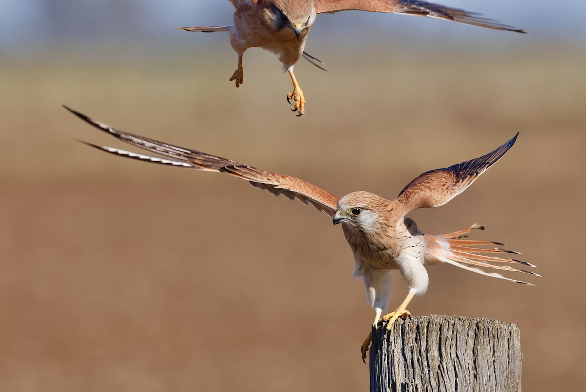 Nankeen Kestrel - ML618752202