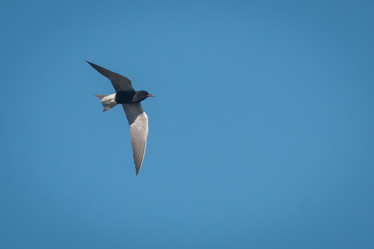 Black Tern - Tanner Martin