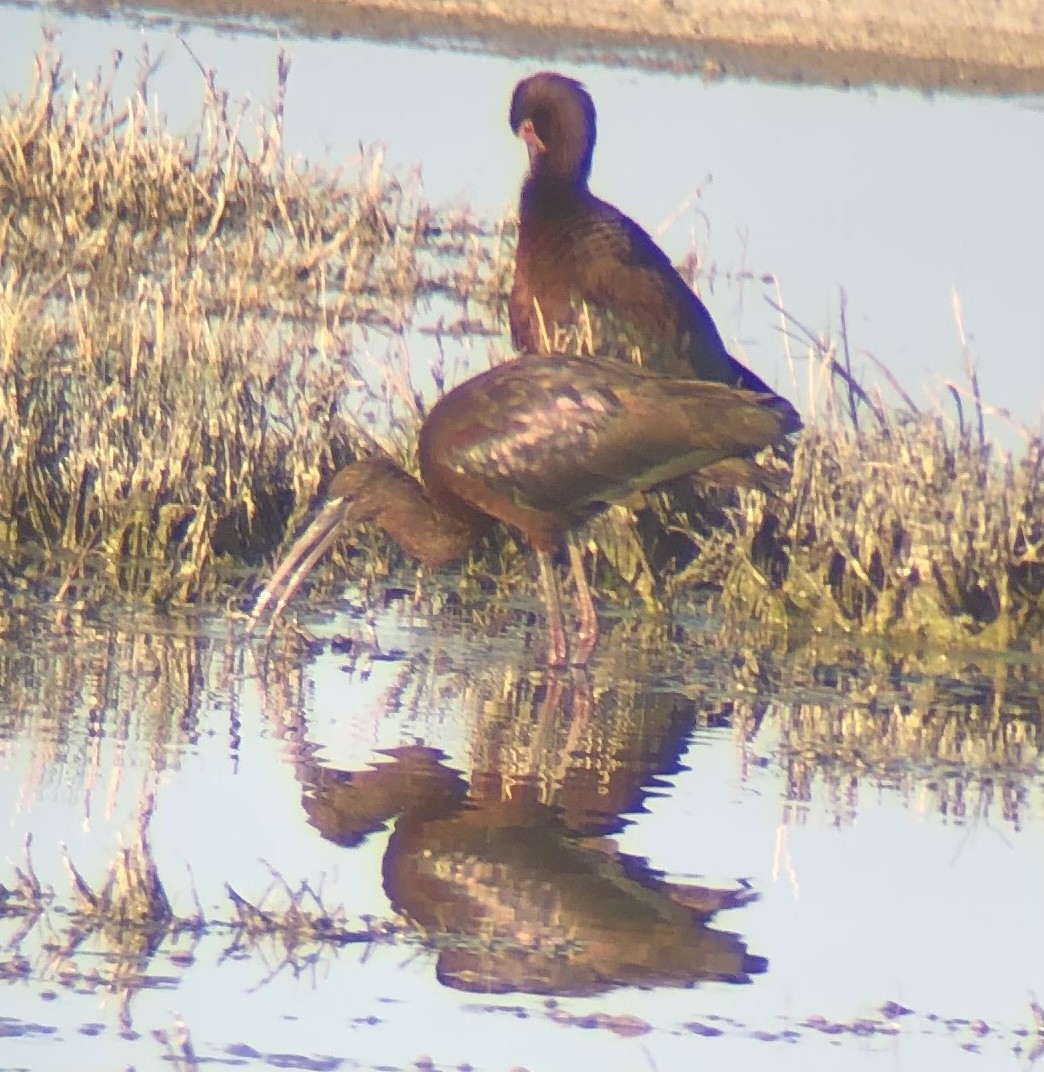 Glossy x White-faced Ibis (hybrid) - Nate Peterson