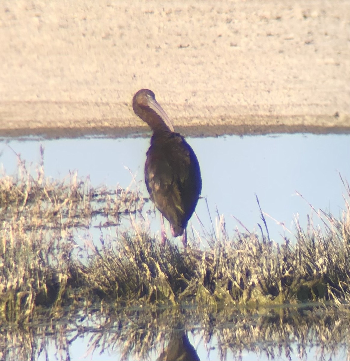 Glossy x White-faced Ibis (hybrid) - Nate Peterson