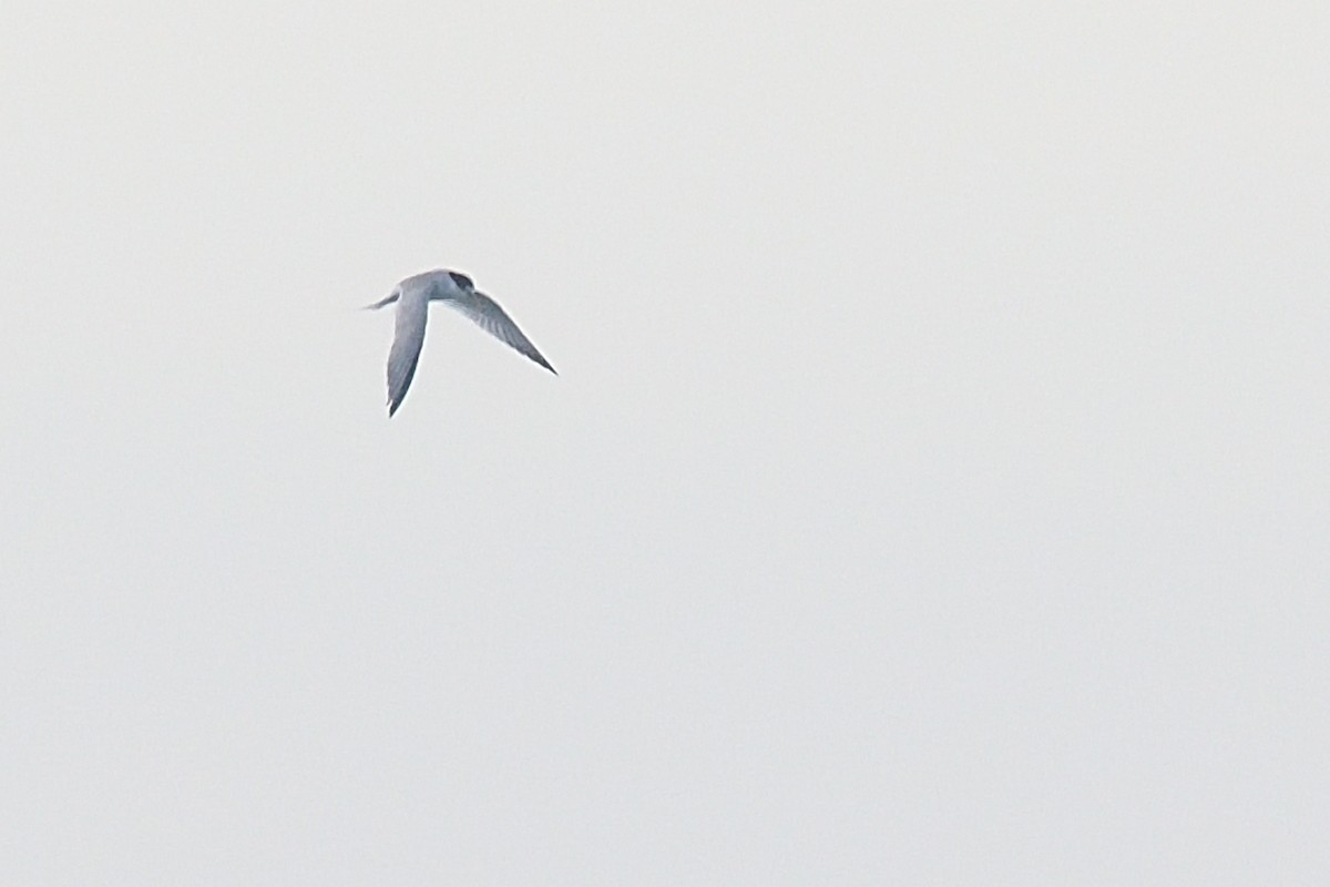 Little Tern - ML618752290