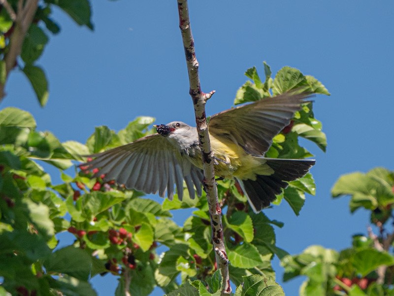 Western Kingbird - Kurt Buzard