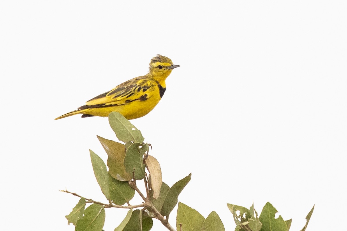 Golden Pipit - ML618752330