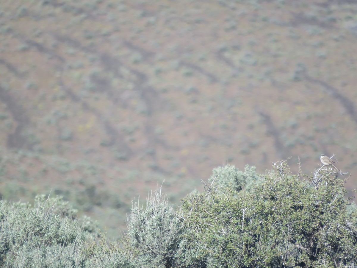 Sagebrush Sparrow - ML618752341