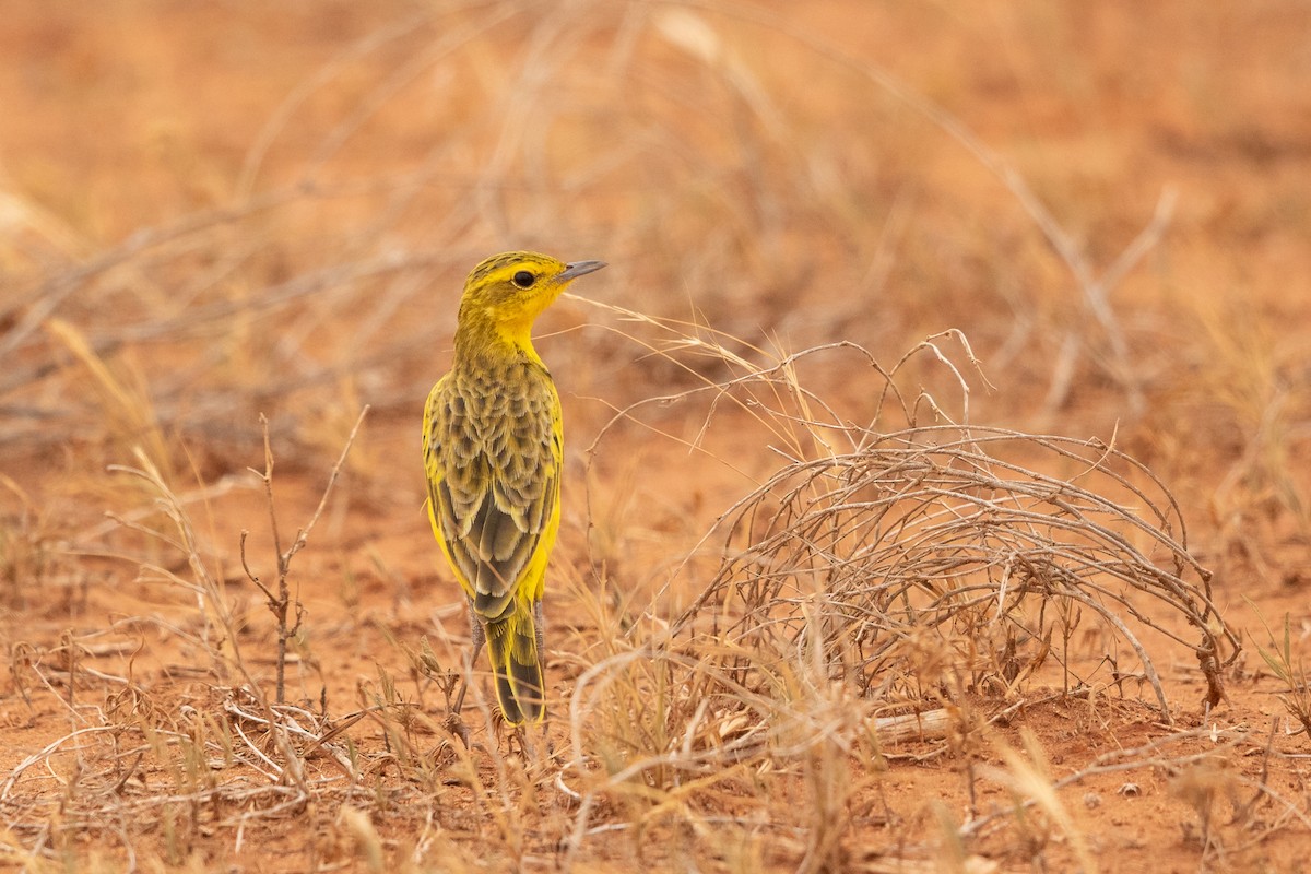 Golden Pipit - Ilya Povalyaev