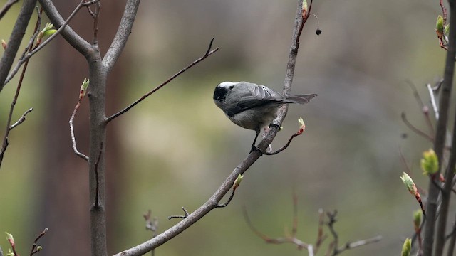 Mountain Chickadee (Rocky Mts.) - ML618752365