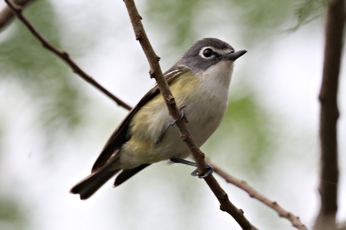 Blue-headed Vireo - ML618752415